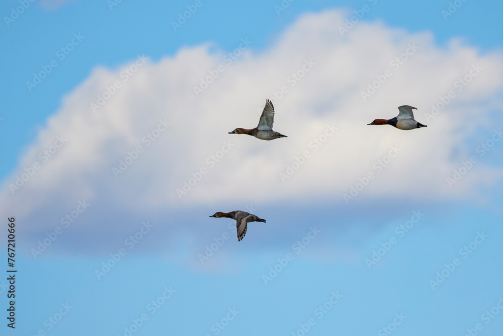 wild ducks in flight in the blue sky