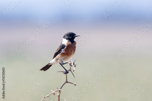 Male African Stonechat (Saxicola torquatus) perched on branch, Velddrif, West Coast, Western Cape, South Africa photo