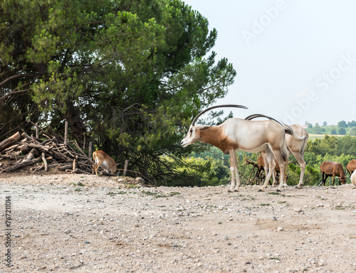 Animali  parco   natura 