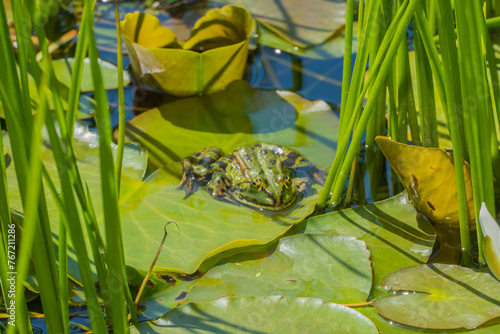 Frosch auf Wasserblättern