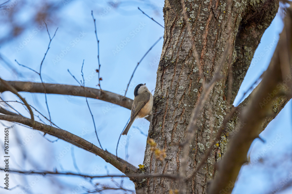 (Cyanistes caeruleus, syn. Parus caeruleus) on a tree branch. (Cyanistes caeruleus, syn. Parus caeruleus) on a tree branch.