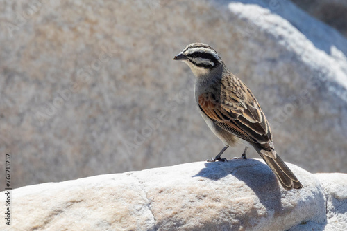 Cape Bunting (Emberiza capensis) at Olifantsbos, Cape Point, Western Cape, South Africa perched on rock photo
