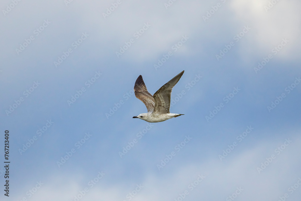 gull in flight in the clear sky gull in flight in the clear sky