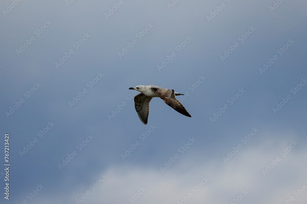 gull in flight in the clear sky gull in flight in the clear sky