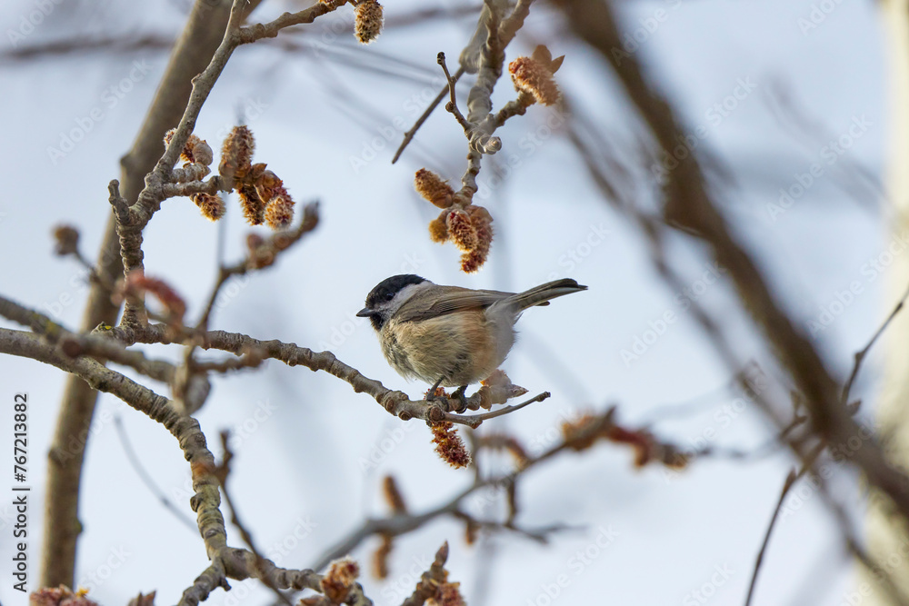 (Cyanistes caeruleus, syn. Parus caeruleus) on a tree branch. (Cyanistes caeruleus, syn. Parus caeruleus) on a tree branch.