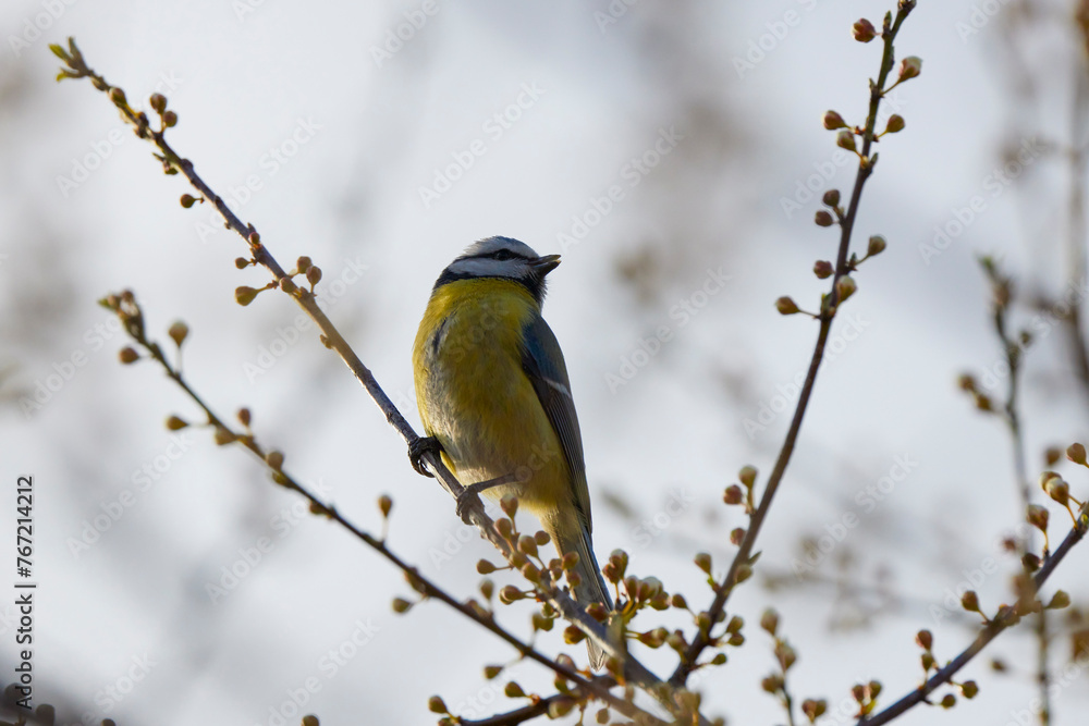 Naklejka premium (Cyanistes caeruleus, syn. Parus caeruleus) on a tree branch.