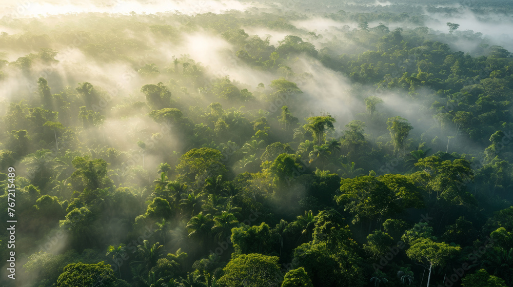 Drone landscape view of a very dense jungle with hazy zones just above the highest trees and many rays of light in the morning light Drone landscape view of a very dense jungle with hazy zones just above the highest trees and many rays of light in the morning light