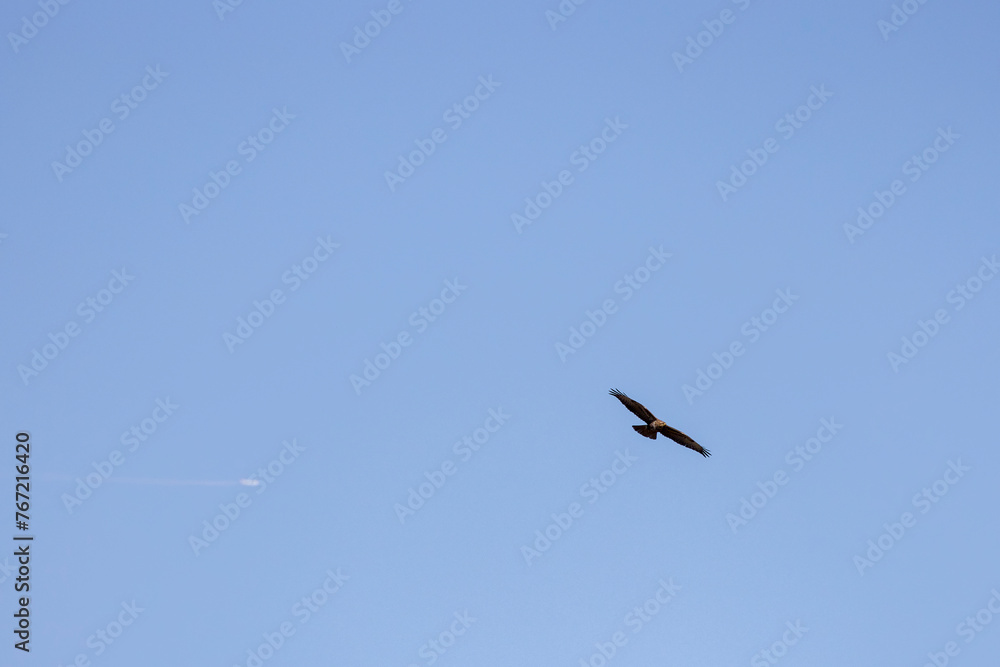 Ural owl (Strix uralensis) flying above Ural owl (Strix uralensis) flying above