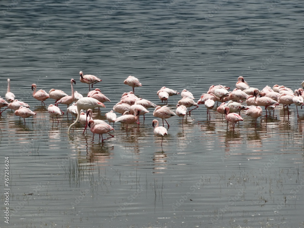 Pink flamingos in the Ngorongoro Crater, Tanzania