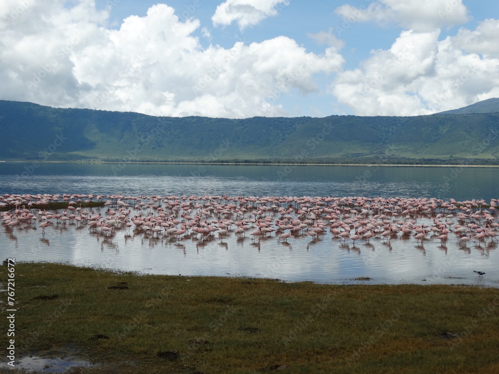 Pink flamingos in the Ngorongoro Crater, Tanzania