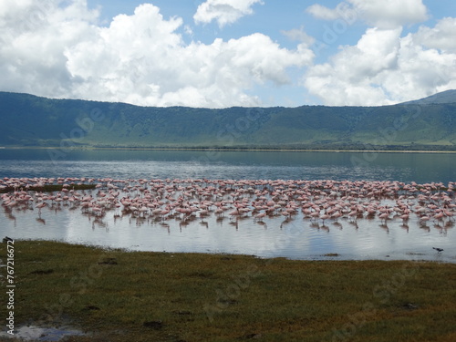 Pink flamingos in the Ngorongoro Crater, Tanzania