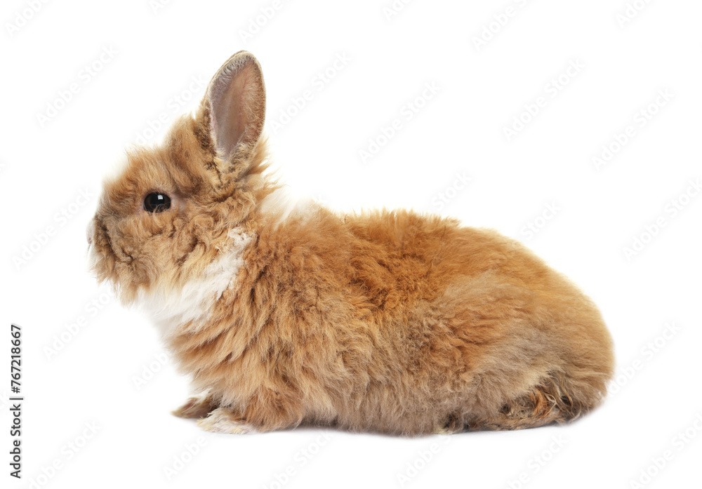 Obraz premium Fluffy rabbit isolated on white. Cute pet