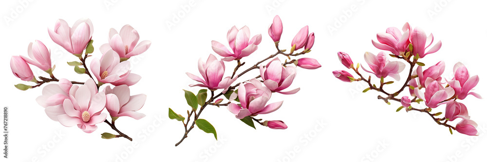 Collection of branches of pink magnolia flowers isolated on transparent or white background Collection of branches of pink magnolia flowers isolated on transparent or white background