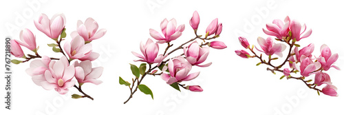 Collection of branches of pink magnolia flowers isolated on transparent or white background © Luckygraphics
