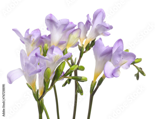Fototapeta Naklejka Na Ścianę i Meble -  Beautiful violet freesia flowers isolated on white
