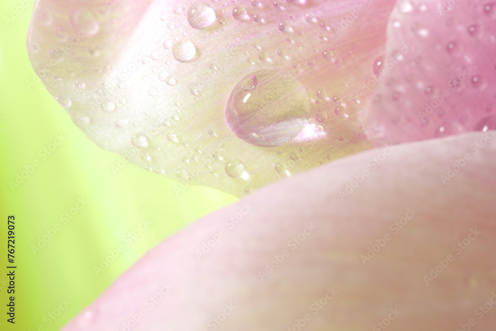 Beautiful flower with water drops, macro view Beautiful flower with water drops, macro view