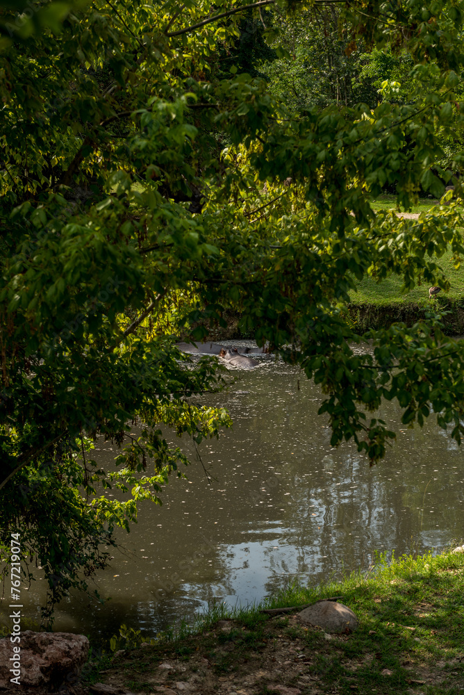 Animali, parco , natura, Animali, parco , natura,