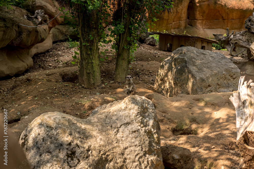 Animali, parco , natura, Animali, parco , natura,