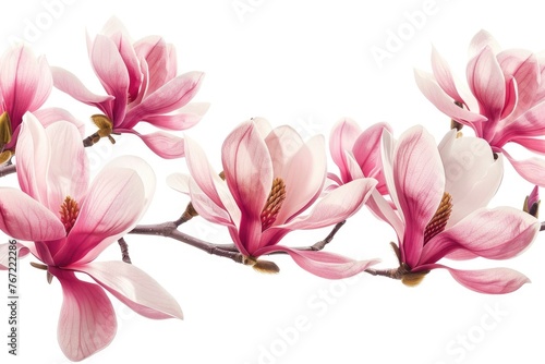 Pink Spring Magnolia Flower Branch for Decoration. Magnolia Blossom Border Rows in Bloom on Tree © Serhii