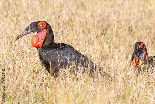 Pair of Southern Ground Hornbills (Bucorvus leadbeateri) foraging in savannah grassland, Kruger National Park, Limpopo, South Africa. Listed as Vulnerable