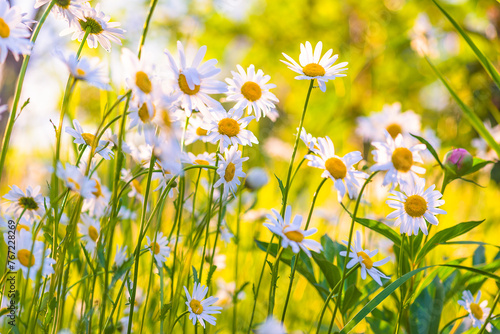 White daisies on a sunny meadow; selective focus