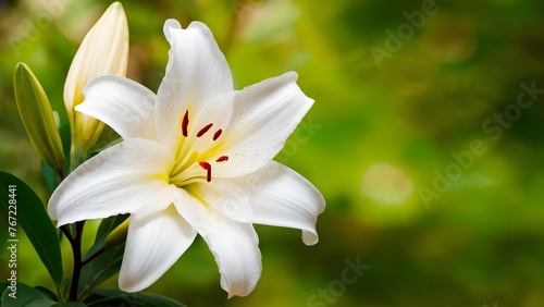 White lilium flower brings tranquility to spa design background