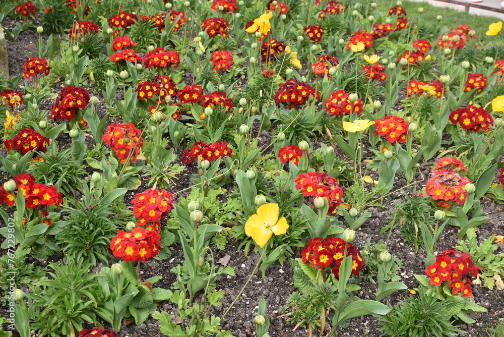 Primula acaulis rouge au jardin au printemps
