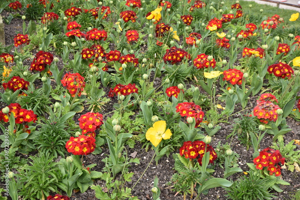 Primula acaulis rouge au jardin au printemps Primula acaulis rouge au jardin au printemps