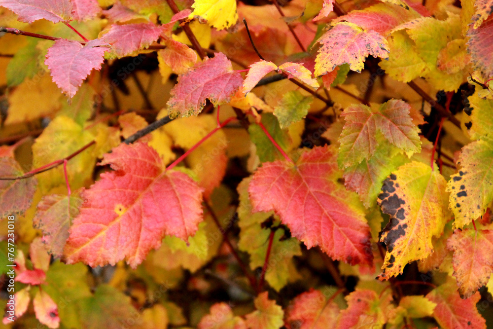 autumn maple leaves