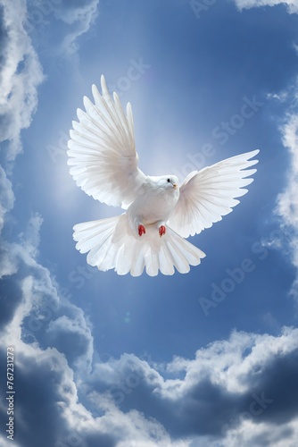 Dove in the air with wings wide open in-front of the sky