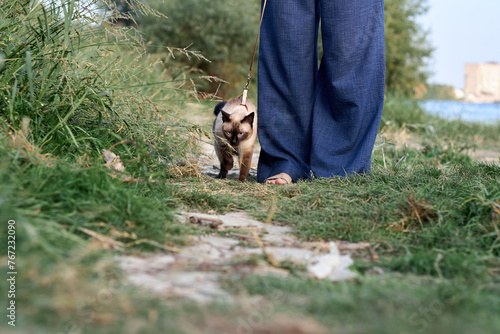 Siamese cat walks on a leash with its owner near river