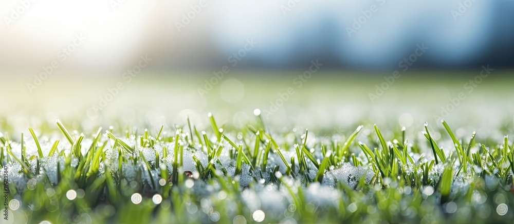 Snow-covered grass field close-up - obrazy, fototapety, plakaty 