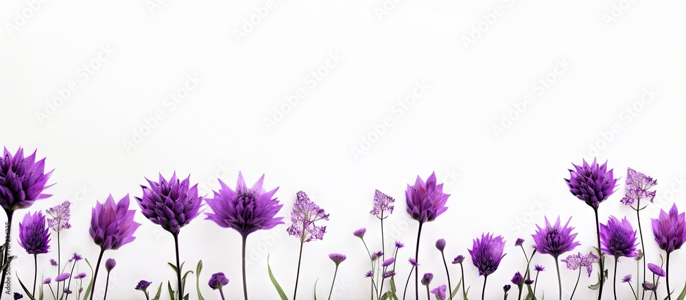 Purple blooms in meadow against white backdrop Purple blooms in meadow against white backdrop