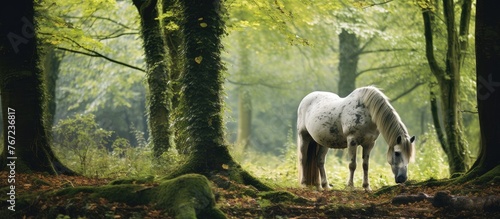 A white horse grazing in a forest photo