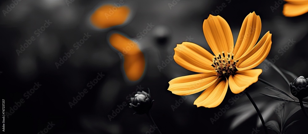 Dandelion amidst grayscale background Dandelion amidst grayscale background