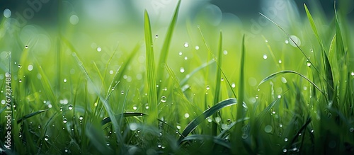 Dewy green grass close up