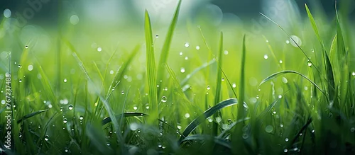 Panel kuchenny z motywem Dewy green grass close up