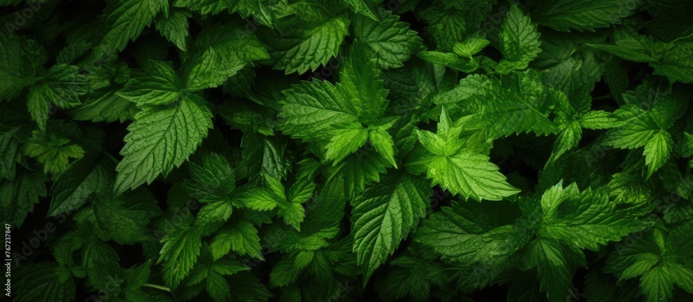 Close up of lush green foliage on a plant - obrazy, fototapety, plakaty 