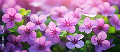 Purple flowers basking in daylight © Ilgun