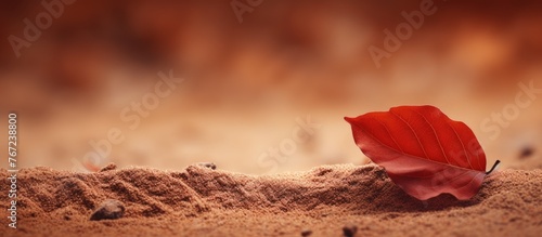 Red leaf on sandy beach