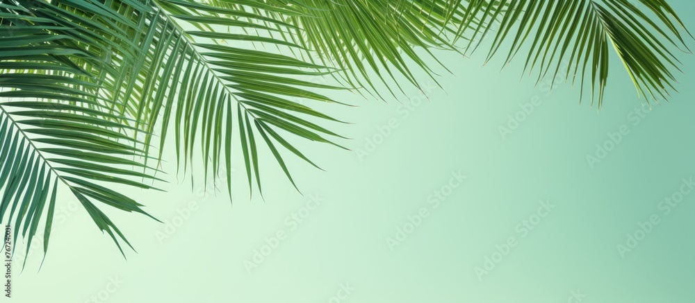 Palm tree branch against blue sky