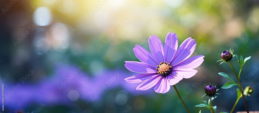 Purple flower with green leaves in focus and blurred background Purple flower with green leaves in focus and blurred background