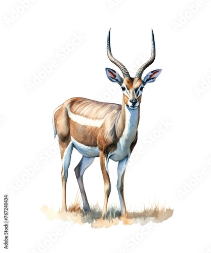 Watercolor illustration of an antelope isolated on white background.