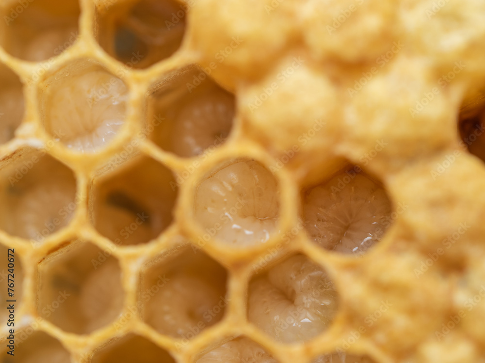 Brood Comb of Honey Bee , Apis mellifera, Larvae Macro with Some Capped Drone Cells