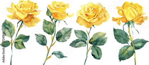Yellow Rose flower with buds and leaves set of blooming plant watercolor illustration on white background. Elements for romantic floral decoration, wedding stationary, greetings, anniversary.