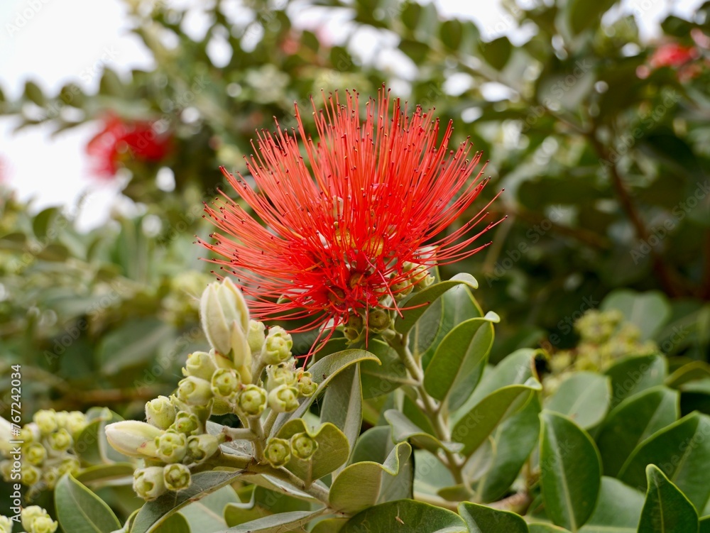 Flowers of New Zealand Christmas tree, and iron tree, pōhutukawa (Metrosideros excelsa), family Myrtaceae, Valencia, Spain Flowers of New Zealand Christmas tree, and iron tree, pōhutukawa (Metrosideros excelsa), family Myrtaceae, Valencia, Spain
