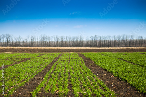 A field with sprouts of green winter wheat or other cereals on a sunny day.