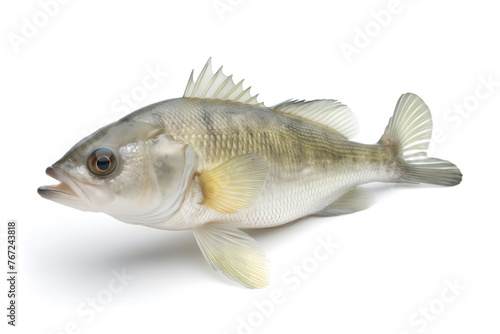 Detailed Isolated Image of a Single Fresh Fish on White Background
