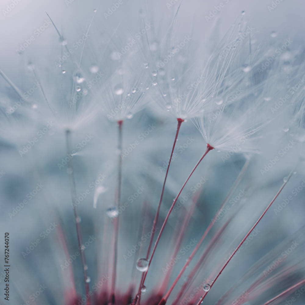 drops on the dandelion flower seed in springtime, blue background drops on the dandelion flower seed in springtime, blue background