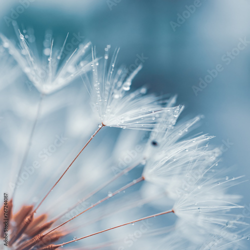 drops on the dandelion flower seed in springtime, blue background